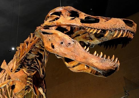 音声ガイド　美博物館「恐竜展 ティラノサウルス」