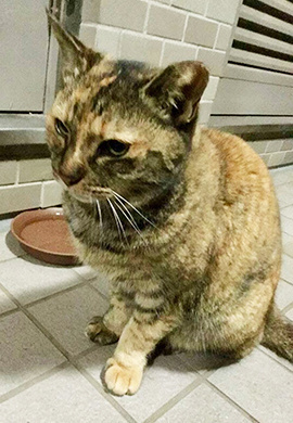 宅録,格安,低価格,ナレーション録音,ナレーション収録,ナレーター,音声,音声ガイド,楠本和央